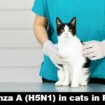 მეორე ანგარიში – კატები იღუპებიან avian influenza-ით | შენი სილამაზე