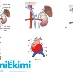ორსულობა და ვირუსული ინფექციები – ორსულობის დროს ქალის ინფიცირება რა გავლენას მოახდენს ნაყოფზე? | შენი სილამაზე