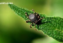 სპირტი, წყალი და ერთი საიდუმლო ინგრედიენტი – ტკიპების საწინააღმდეგოდ