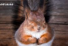 ფოტოგრაფმა ამ ფოტოებით დაამტკიცა, რომ ფინურ ტყეებში ყველაზე საოცარი ცხოველები ბინადრობენ