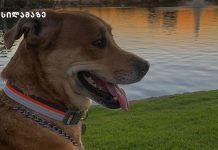 ისტორია ოჯახზე, რომელმაც უსახსრობის გამო ძაღლი თავშესაფარში ჩააბარა