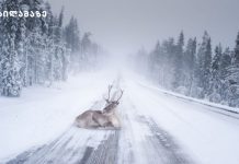 ჯადოსნური ლაპლანდია