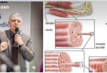 მოქნილობა და კუნთის სიგრძე- პროფესორი გიორგი ფხაკაძის ახალი კვლევა