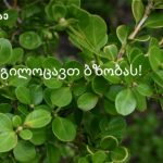 ტრენდული ვარცხნილობები 2026 წლის გაზაფხულისთვის | შენი სილამაზე