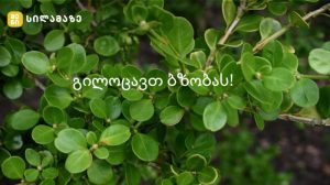 ბზის მწვანე ტოტები ბზობის დღესასწაულზე, სიწმინდისა და განახლების სიმბოლო
