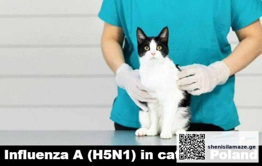 გრიპი A(H5N1) კატებში – ვირუსზე გამოვლენის წყარო ამჟამად უცნობია | შენი სილამაზე
