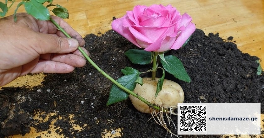 მოულოდნელი აღმოჩენა. გააოცეთ თქვენი ოჯახი და მეგობრები ასეთი მშვენიერი საჩუქრით! | შენი სილამაზე